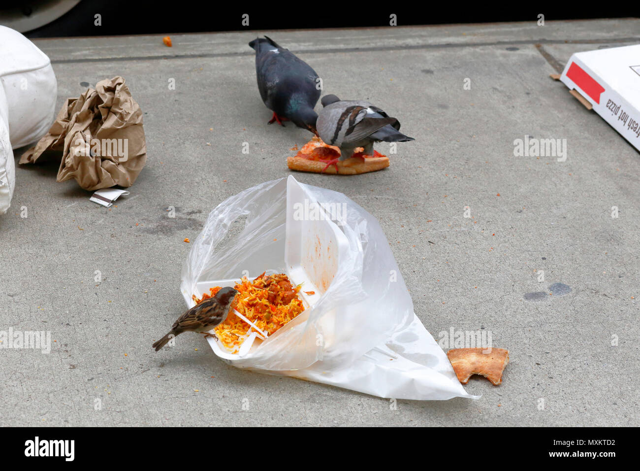 Wildvögel genießen eine Mahlzeit mit Hühnchen und Reis und Pizza, die auf einem Gehweg weggeworfen wird Stockfoto