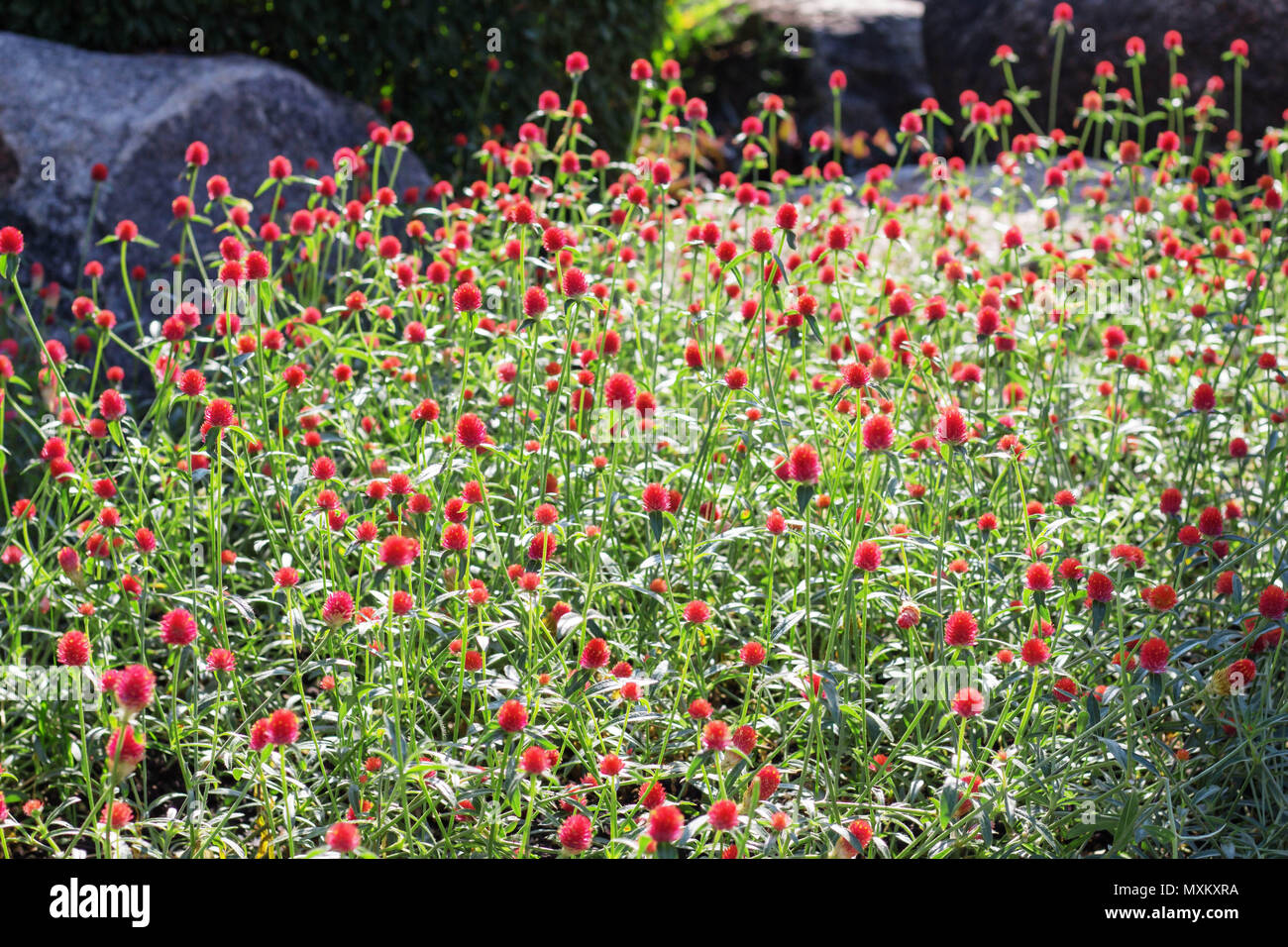 Rote Blumen Im Garten Mit Stein Dekoration Gepflanzt Stockfoto