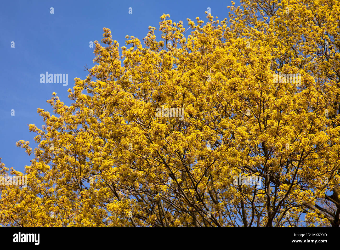 Deutschland, Ruhrgebiet, Wetter an der Ruhr, ein Ahornbaum in voller Blüte. Deutschland, Ruhrgebiet, Wetter/Ruhr, Ahorn in der bluete. Stockfoto