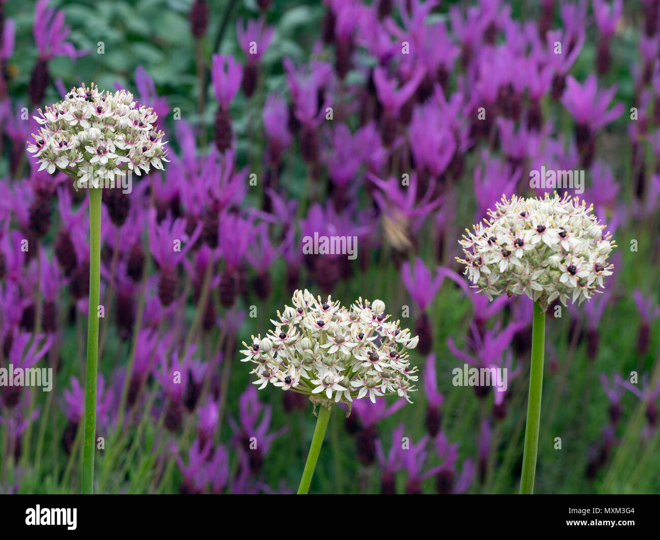 Allium Silberquell Stockfoto