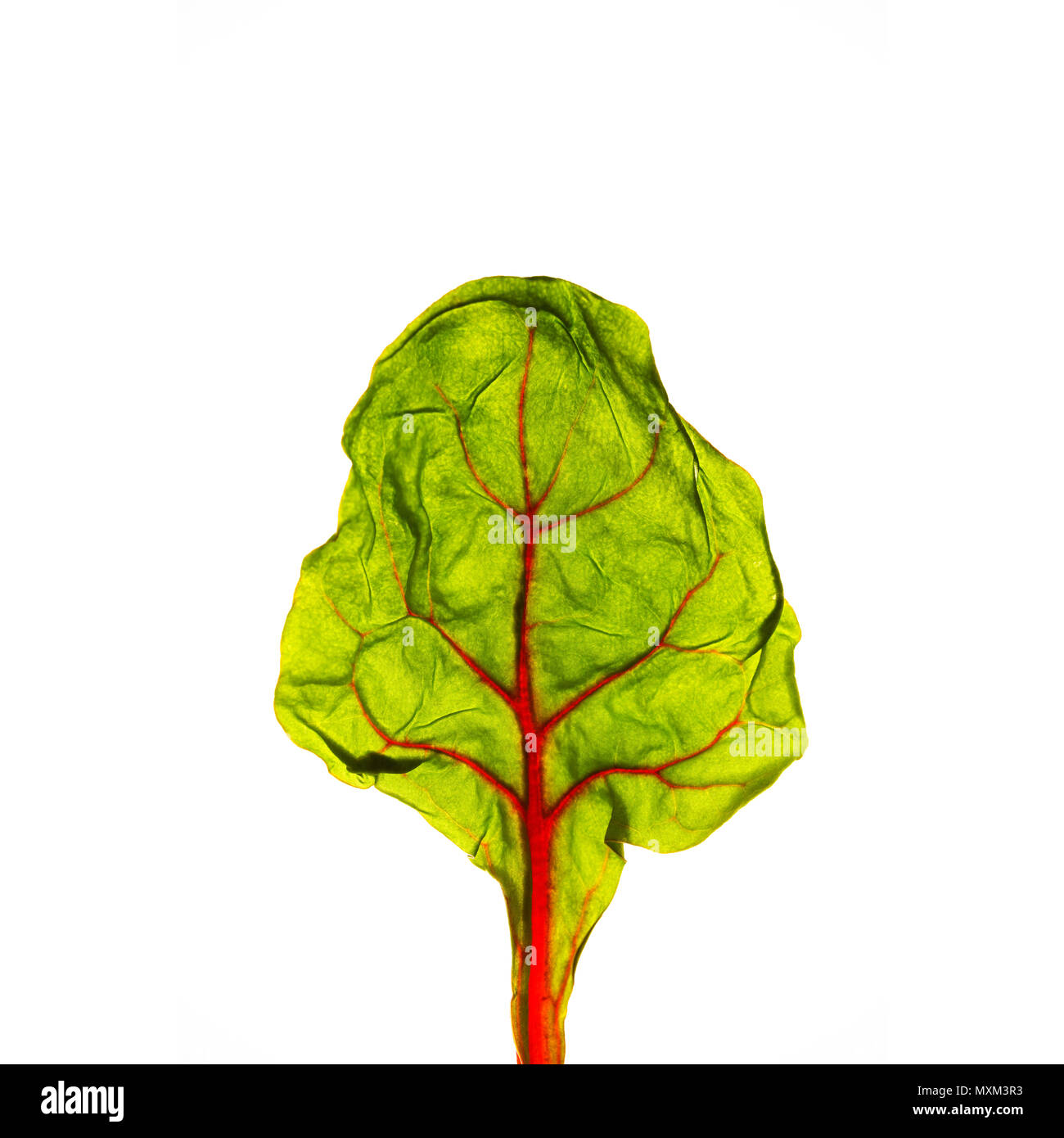 Abstrakte makro Baum: Ein roter Mangold green leaf Oberfläche mit rötlichen Blätter extreme Makro Nahaufnahme Foto auf weißem Hintergrund. Blatt ähnelt Stockfoto