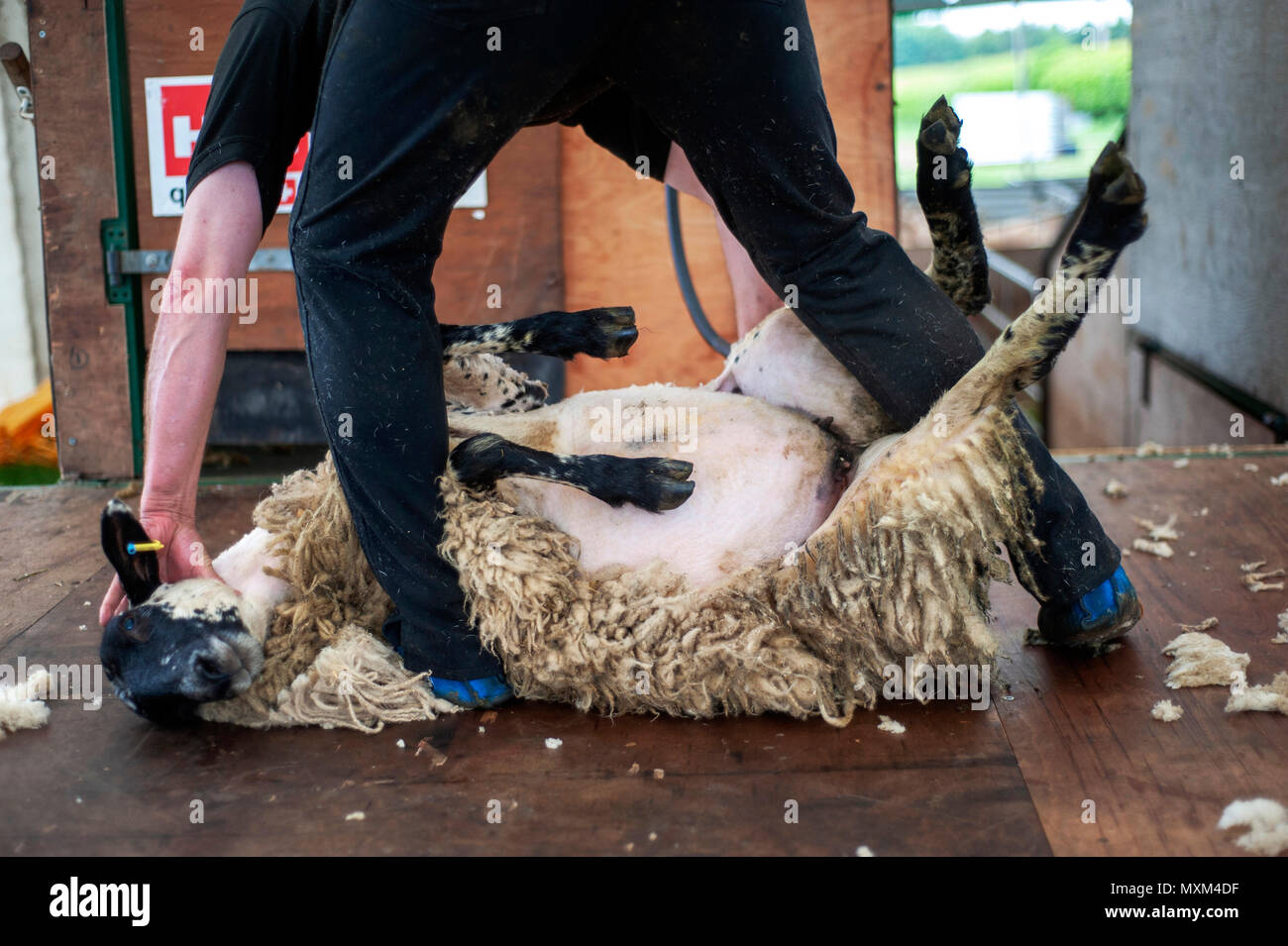 Das Scheren der Schafe an der Northumberland County zeigen, Bywell, Northumberland Stockfoto