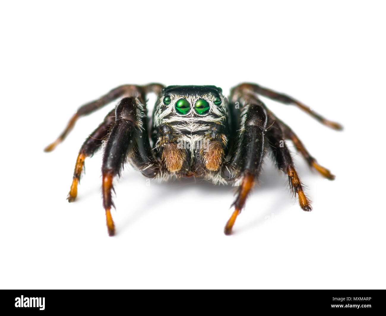 Jumping Spider Spinne Insekt isoliert auf weißem Stockfoto
