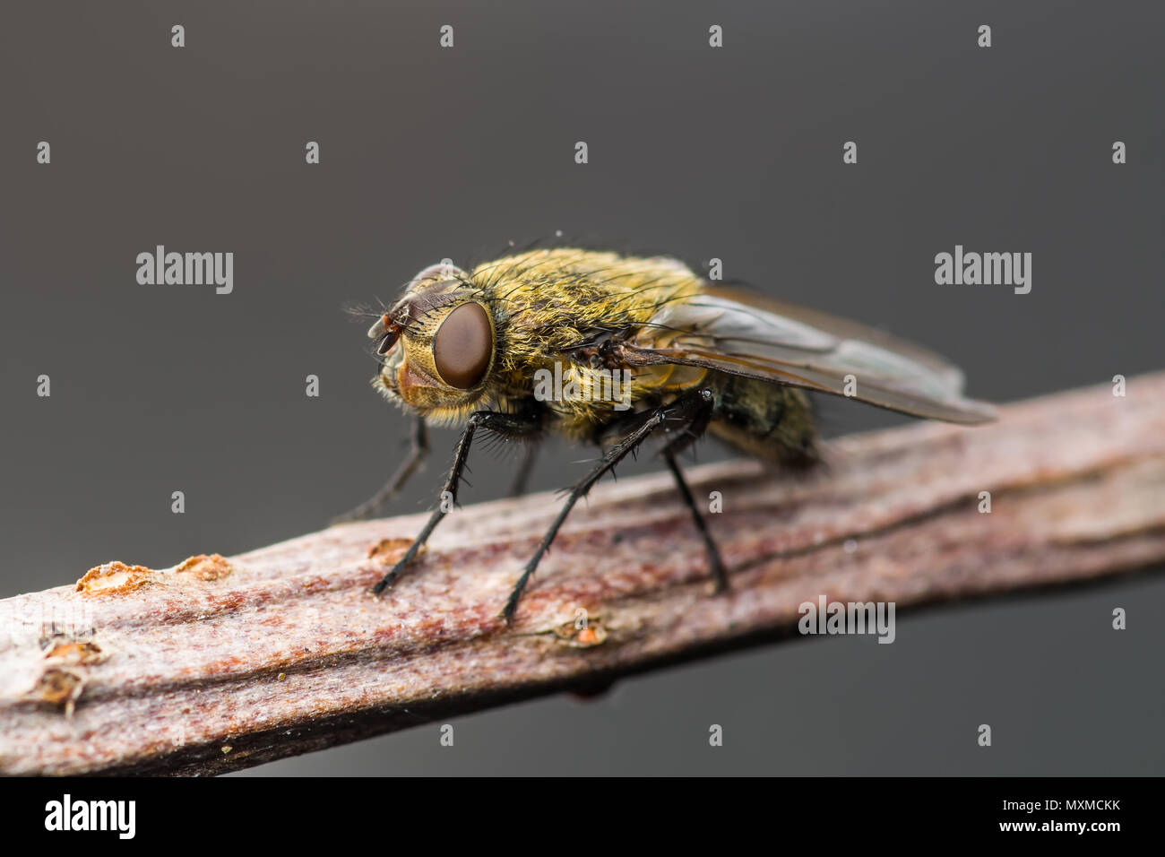 Exotische Fruchtfliege Drosophila Diptera Insekt auf Zweig ...
