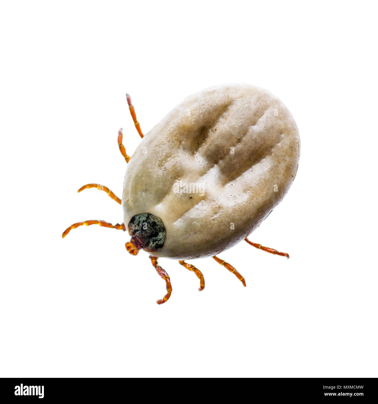 Enzephalitis Virus oder Borreliose infizierte Zecke Arachnid Insekt-schädling isoliert auf weißem Stockfoto