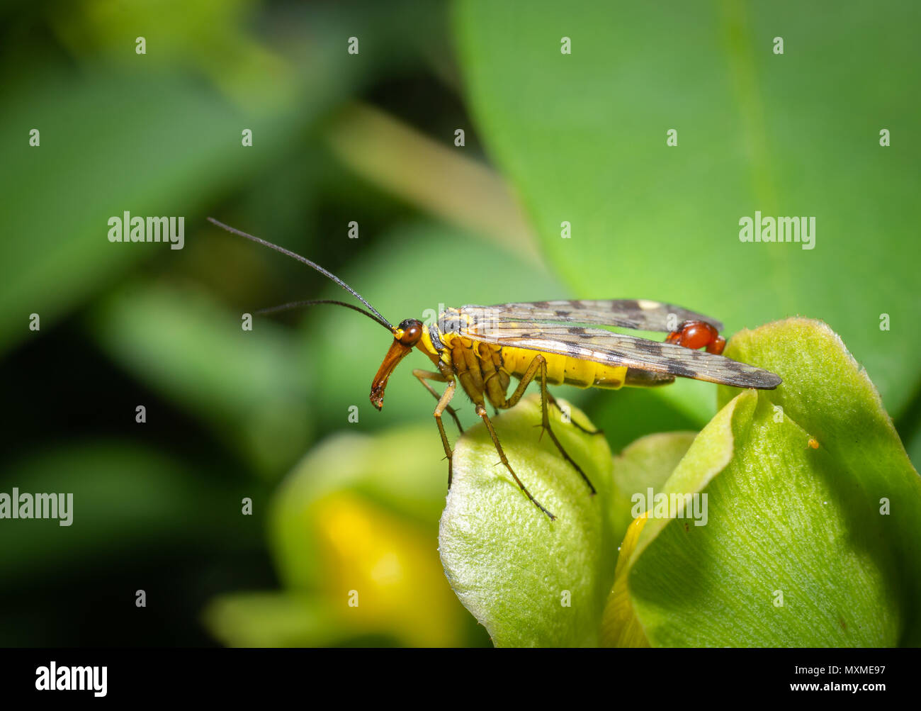 Gelbe Insekt auf einer Blume Stockfoto