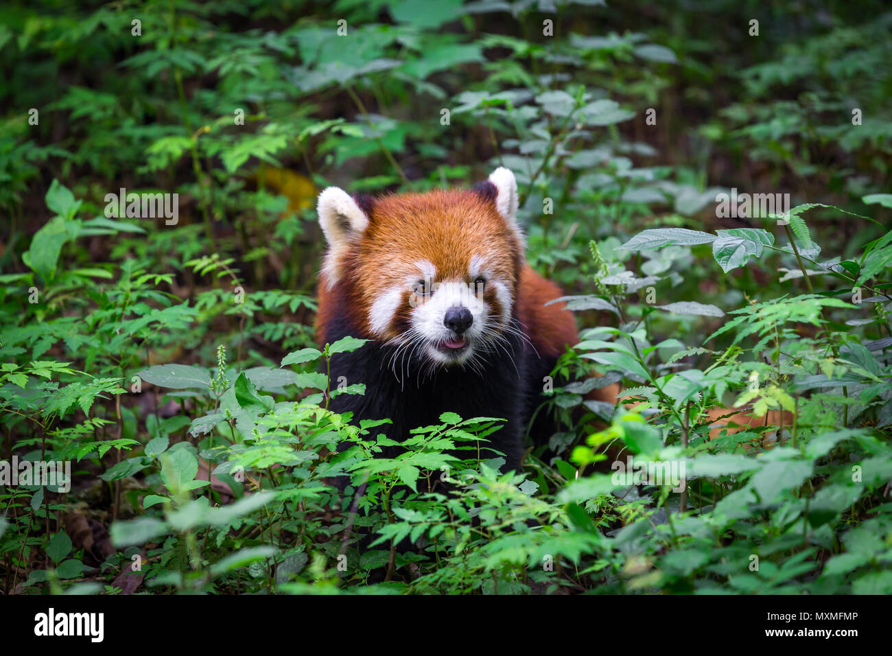 Porträt von einem entzückenden Roten Panda, Ailurus fulgens, Fire Fox, die von Pflanzen in Wald umgeben Stockfoto