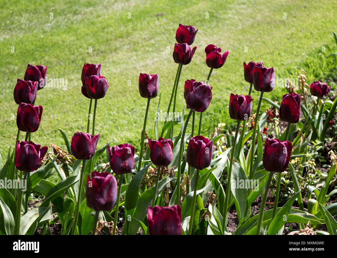 Tulpen - Jan Reus Stockfoto