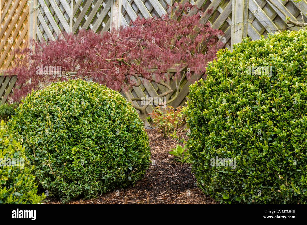 Ecke des schönen, gepflegten, privaten Garten mit zeitgenössischem Design, Pflanzen, Sträucher, Kugeln, Acer & Holz Zaun - Yorkshire, England, Großbritannien Stockfoto
