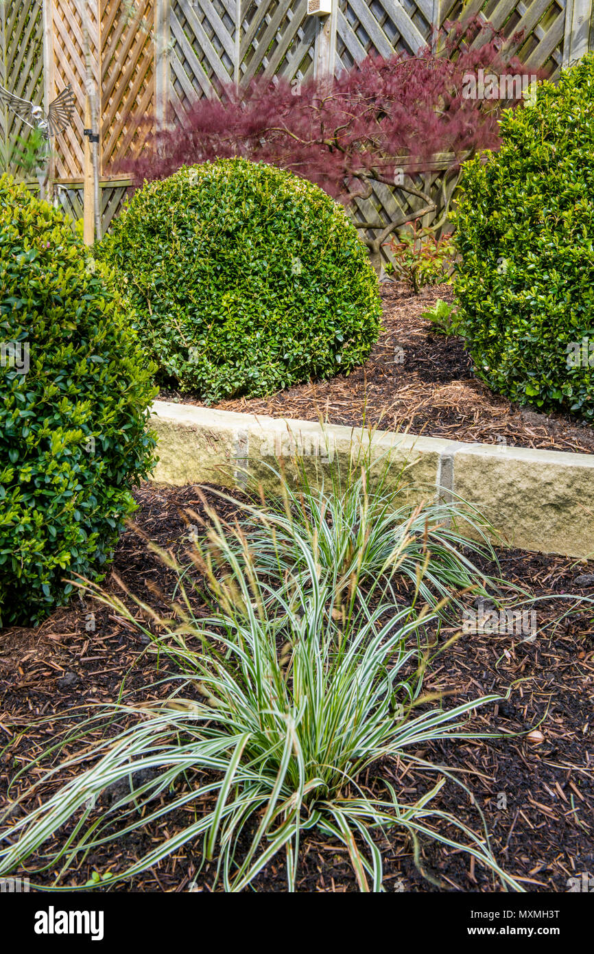 Ecke des schönen, gepflegten, privaten Garten Grenze mit zeitgenössischem Design, Sträucher, Kugeln, Acer & Ziergräser - Yorkshire, England, Großbritannien Stockfoto