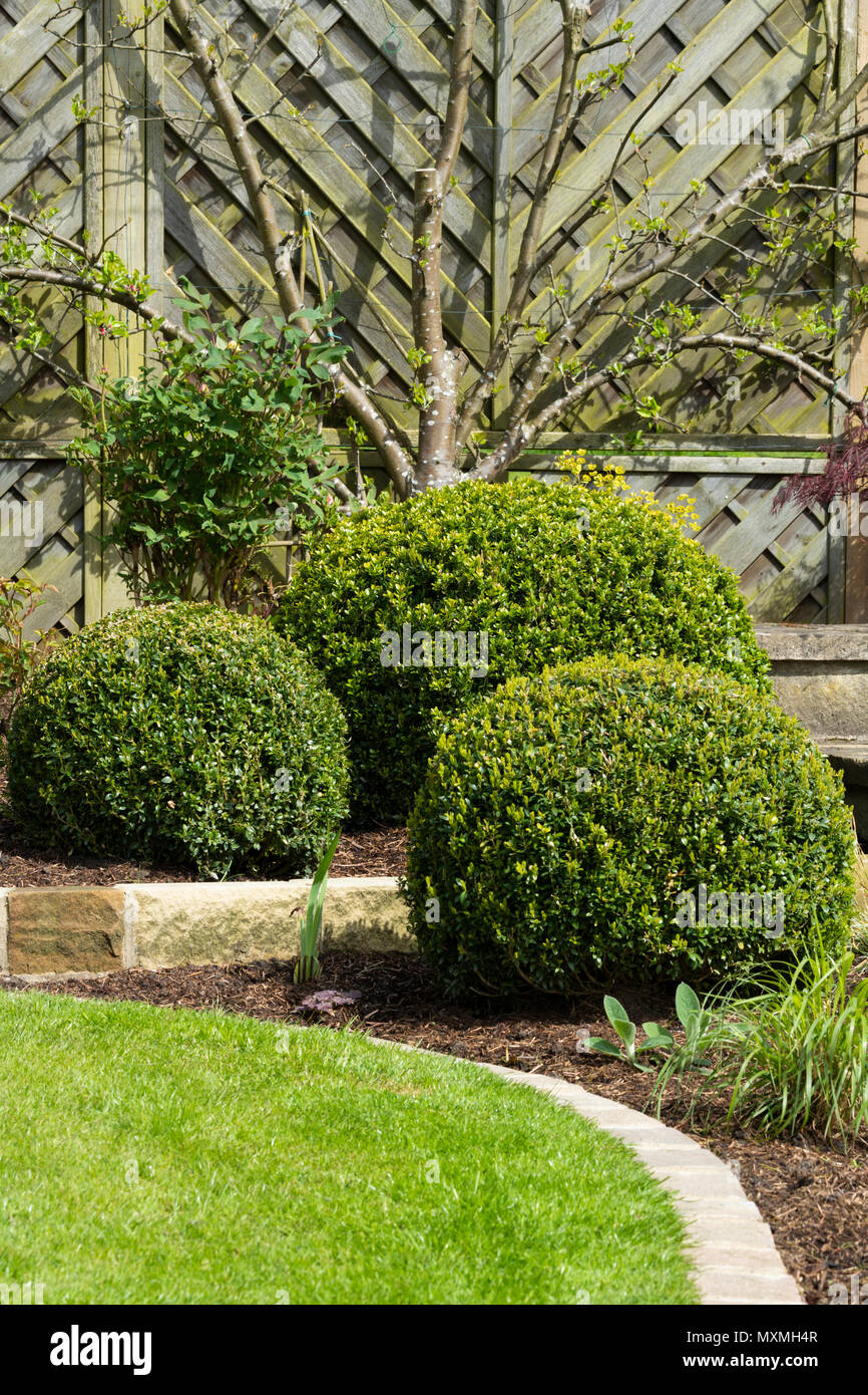 In der Nähe von wunderschönen, gepflegten, privaten Garten mit zeitgenössischem Design, Pflanzen, Sträucher, Kugeln & Ventilator Obst baum - Yorkshire, England, Großbritannien Stockfoto