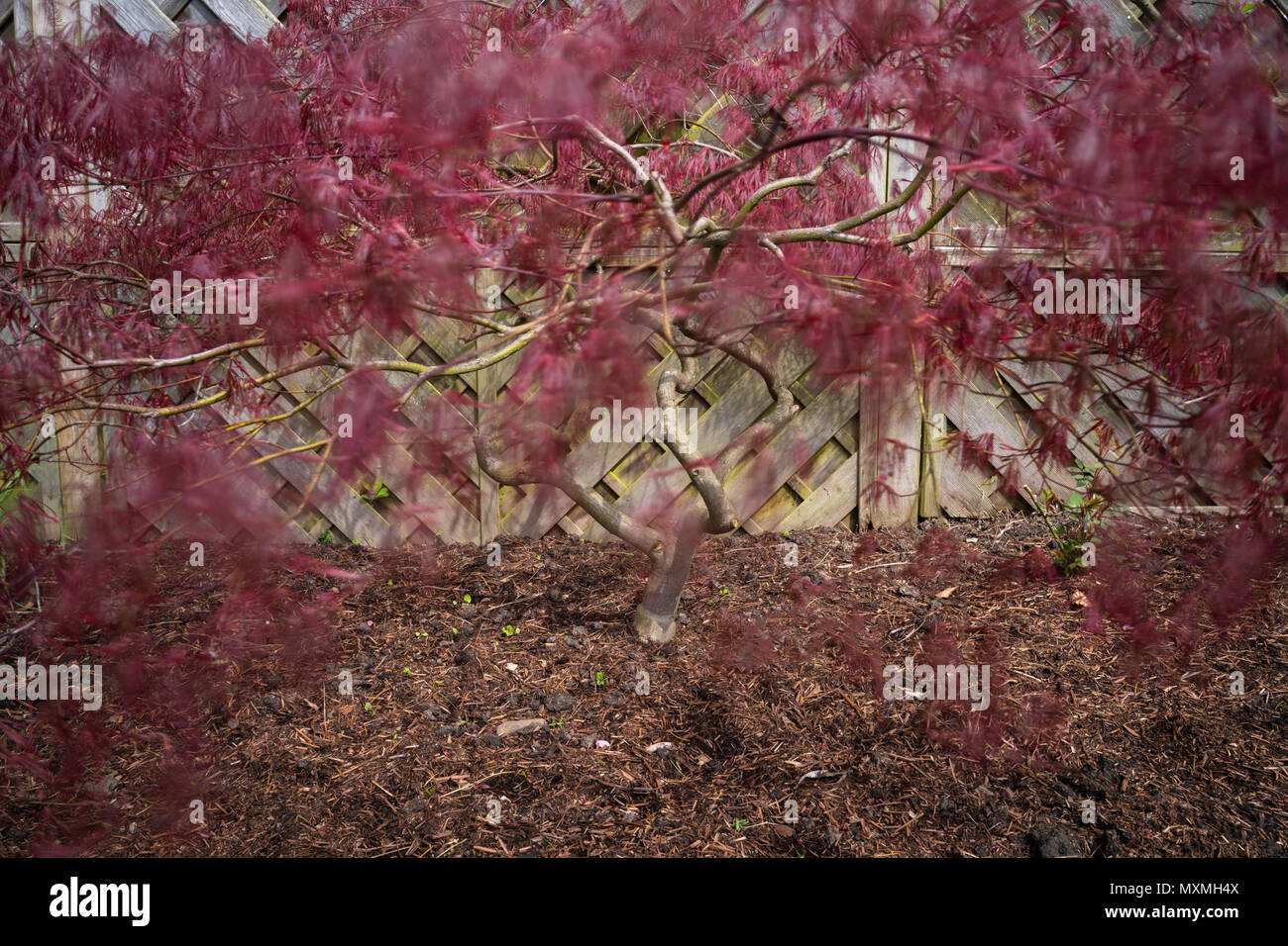 In der Nähe von kleinen Acer Baum im eigenen Garten, seine feine dunkelrote Laub und Zweige, Schwingen & Bewegung im Wind - West Yorkshire, England, UK. Stockfoto