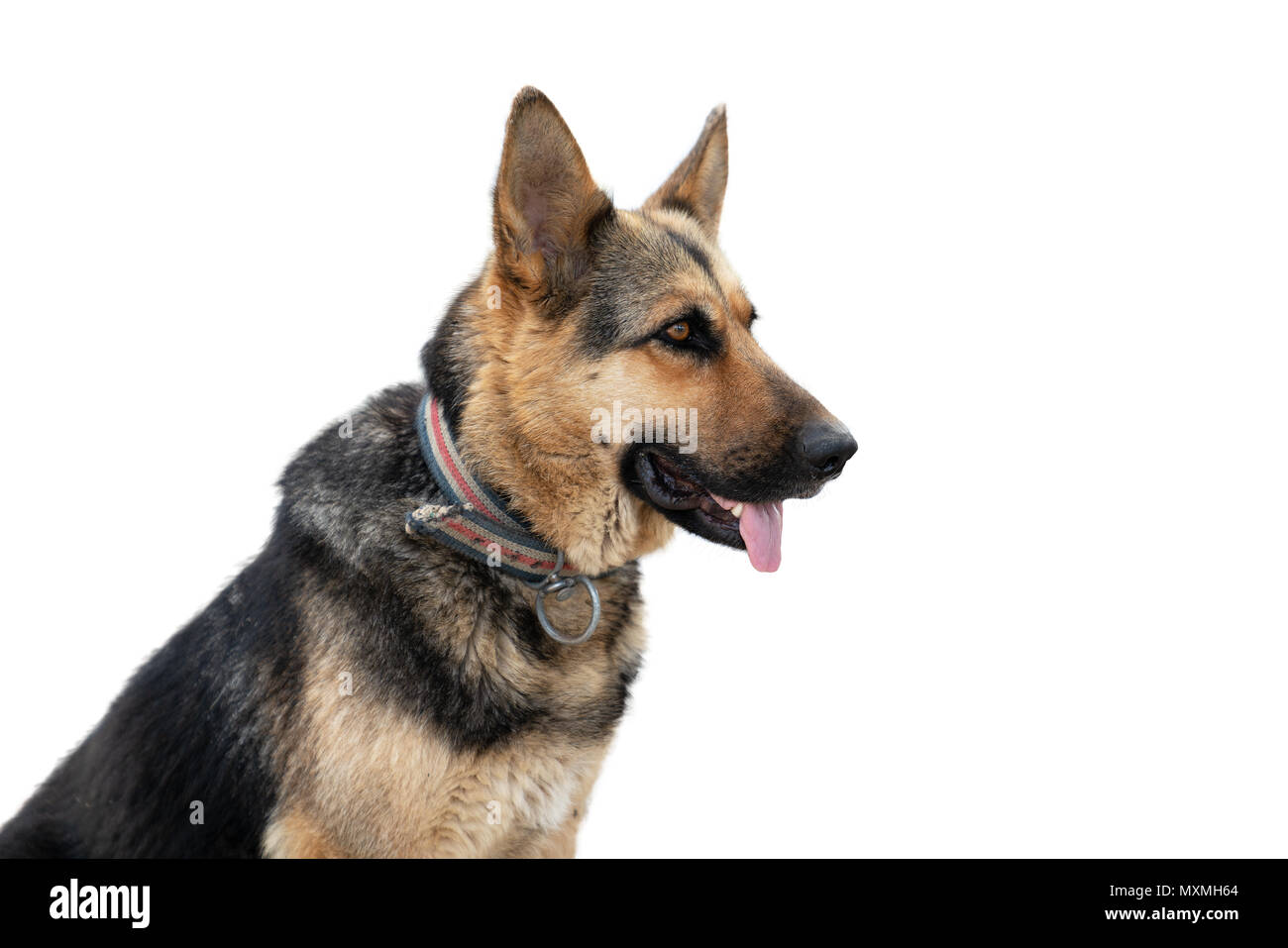 Close up Deutscher Schäferhund isoliert auf weißem Hintergrund. Stockfoto