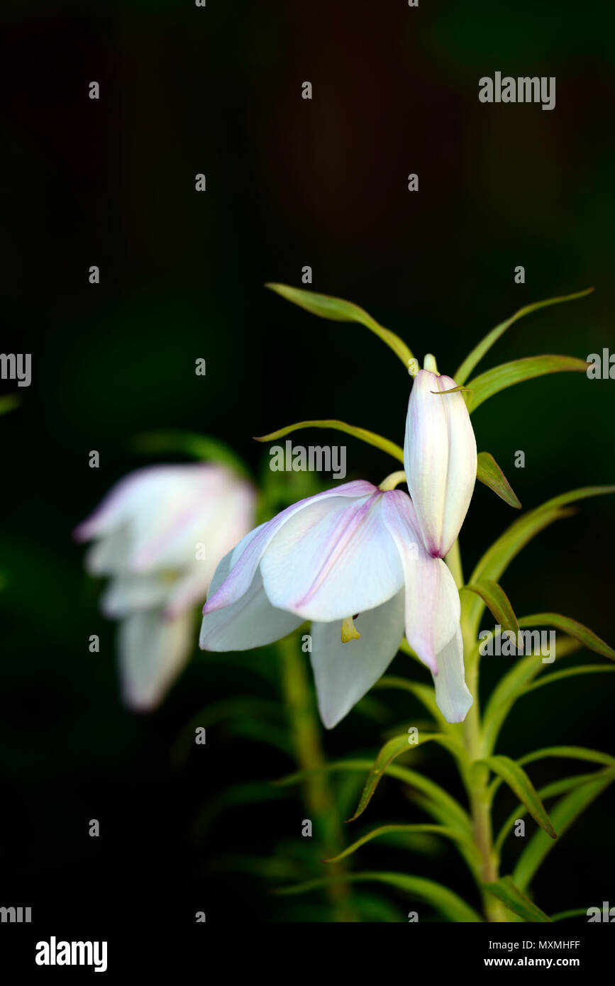 Lilium mackliniae, Shirui, Siroi, Lily, Weiß, Rosa, Arten, Lilien, Blumen, Blume, Blüte, Glühbirne, Glühbirnen, mehrjährig, Manipur, RM Floral Stockfoto