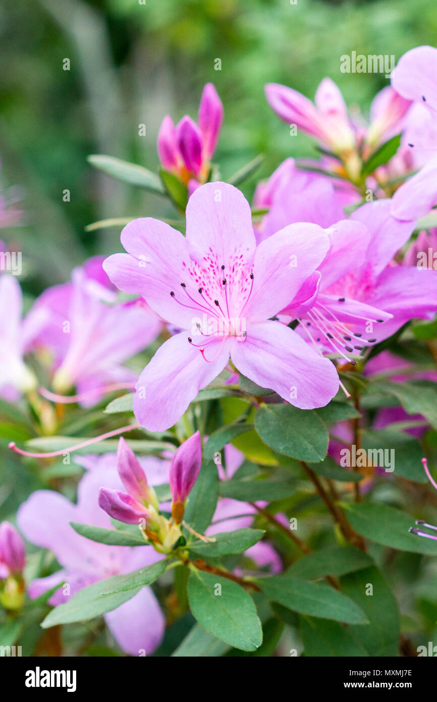 Blühende Azalee Blumen, mit zarten violetten Blüten. Stockfoto