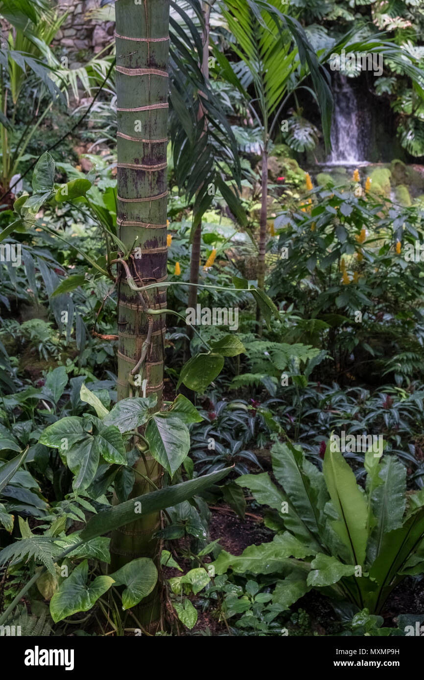 Im Mai Palmengarten Ein Botanischer Garten Im Main Gelegen