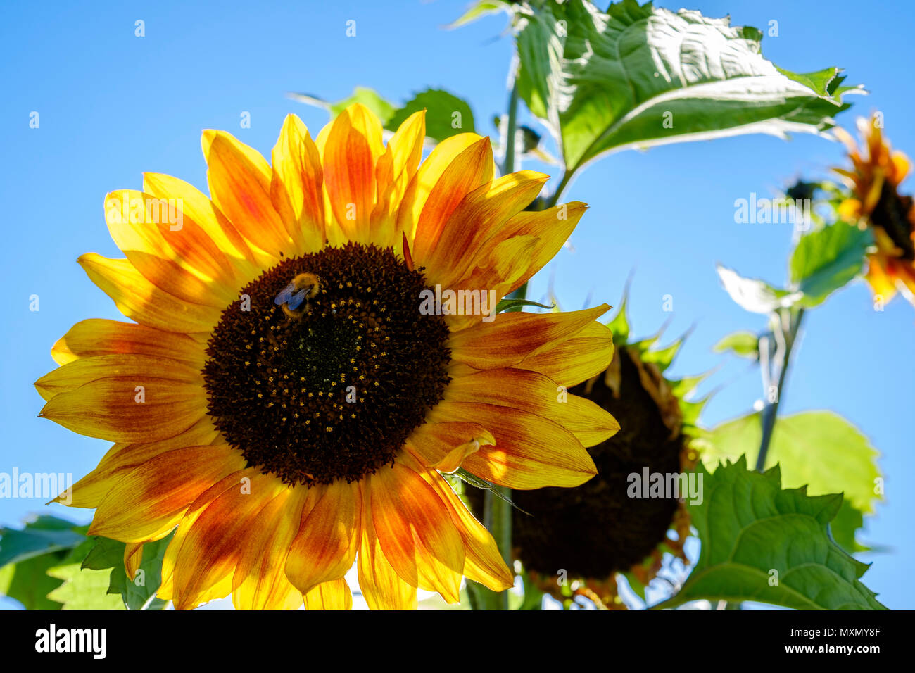 Sonnenblumen und Biene Stockfoto