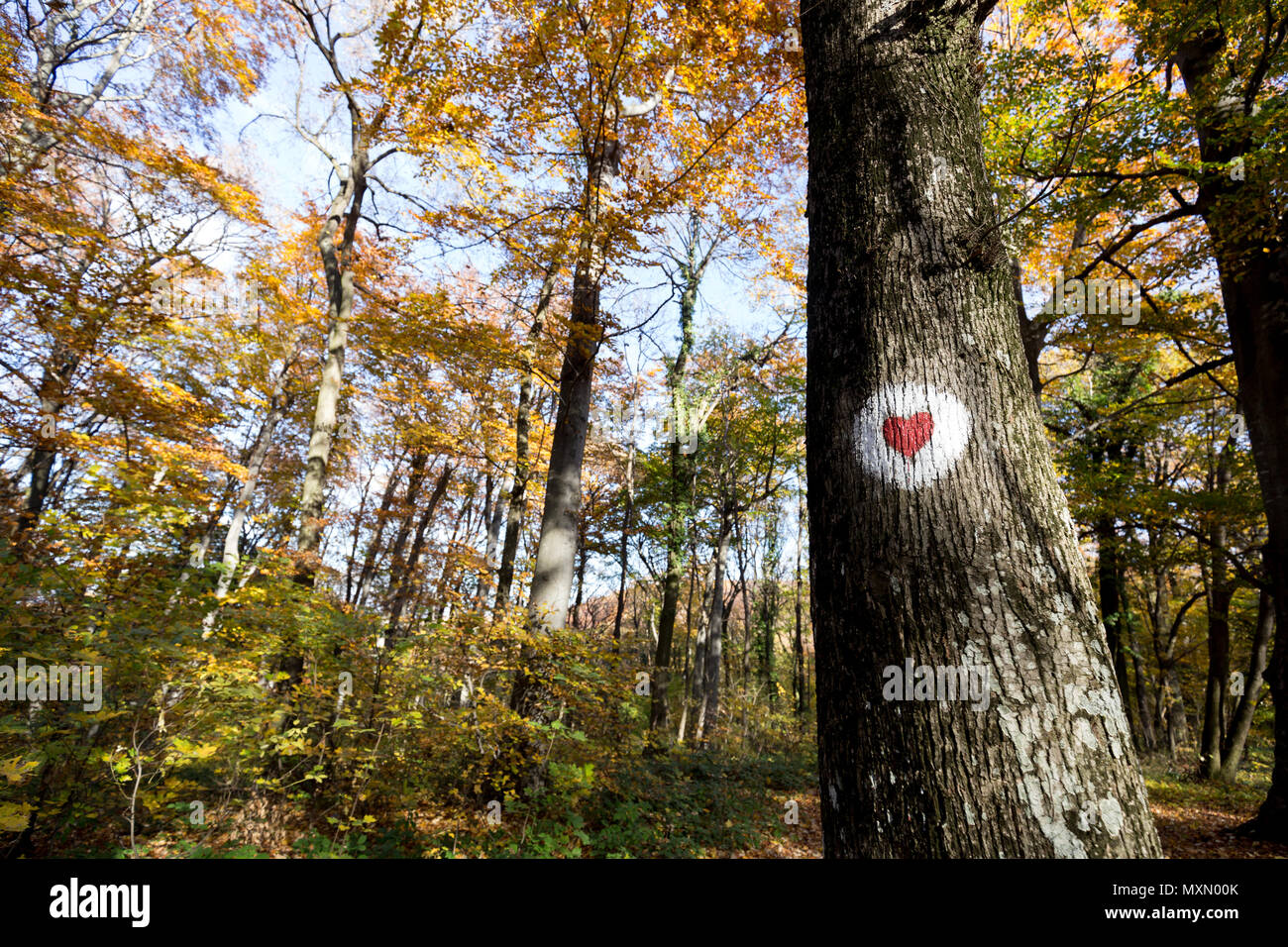 Rotes Herz auf Baum im Wald lackiert Stockfoto