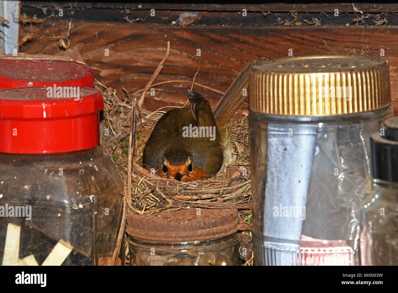 Eine europäische Robin (Erithacus rubecula ssp melophilus seine Eier brüten in seinem Nest in einem Garten in Südengland Schuppen) Stockfoto