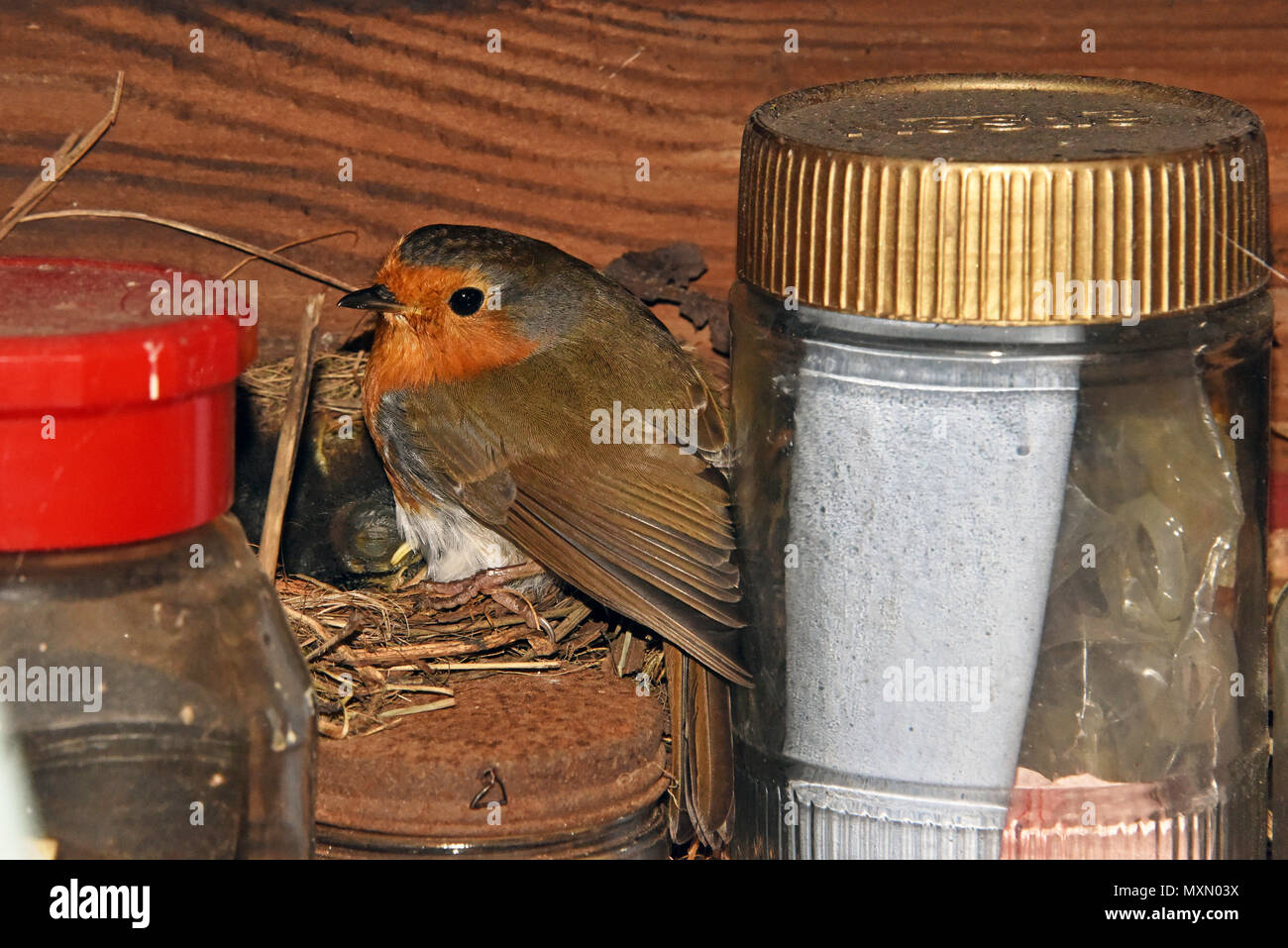 Eine europäische Robin (Erithacus rubecula ssp melophilus) an seinem Nest mit jungen Küken in einem Garten in Südengland vergossen Stockfoto