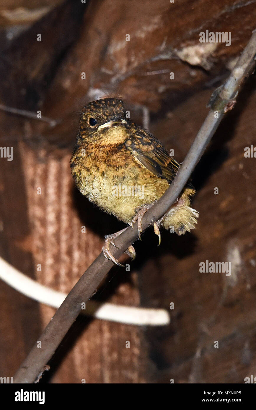 Die letzten Küken aus einem Europäischen Robin (Erithacus rubecula ssp melophilus) Nest in einem Garten in Südengland schuppen Flügge Stockfoto