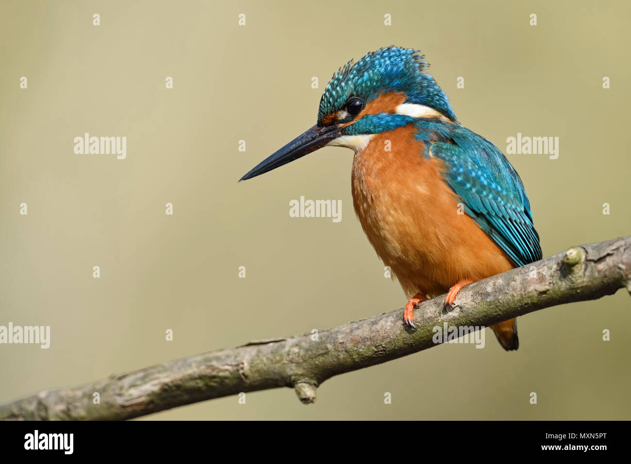 Kingfisher/Eisvogel (Alcedo atthis), männlichen Vogel auf einem Zweig für die Jagd thront, aufmerksam beobachten, detaillierte Seitenansicht, Wildlife, Europa. Stockfoto