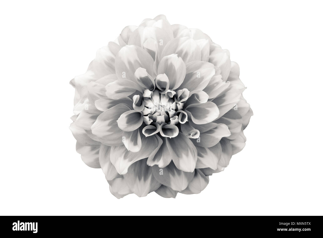 Details der Dahlie Blume Makro Fotografie. Schwarz-weiß Foto betont Textur, hohen Kontrast und verschlungene florale Muster, ähnlich einem drawi Stockfoto