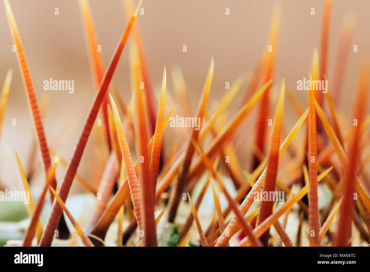 Sukkulente pflanze Dornen detail, selektiver Fokus, Hintergrundbeleuchtung, abstrakte Wirkung Stockfoto