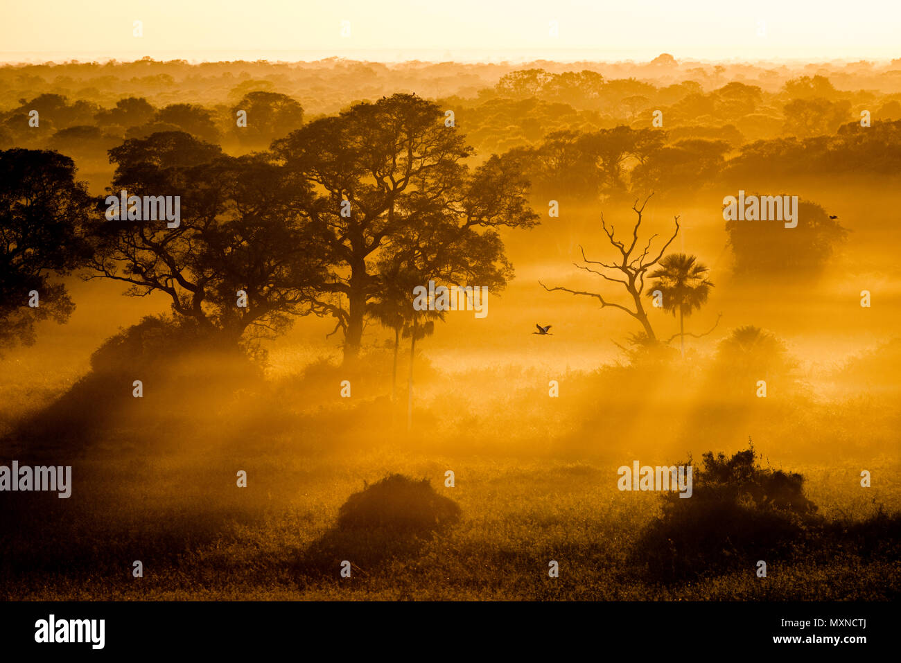 Das Pantanal in Brasilien am frühen Morgen Stockfoto