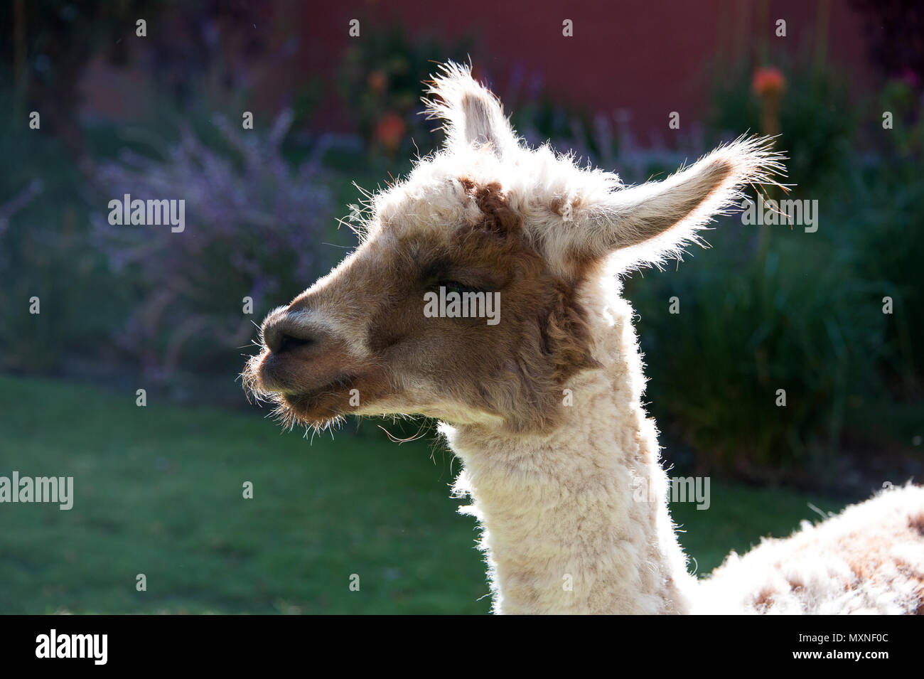 Ein junger Lama in Peru Südamerika Stockfoto