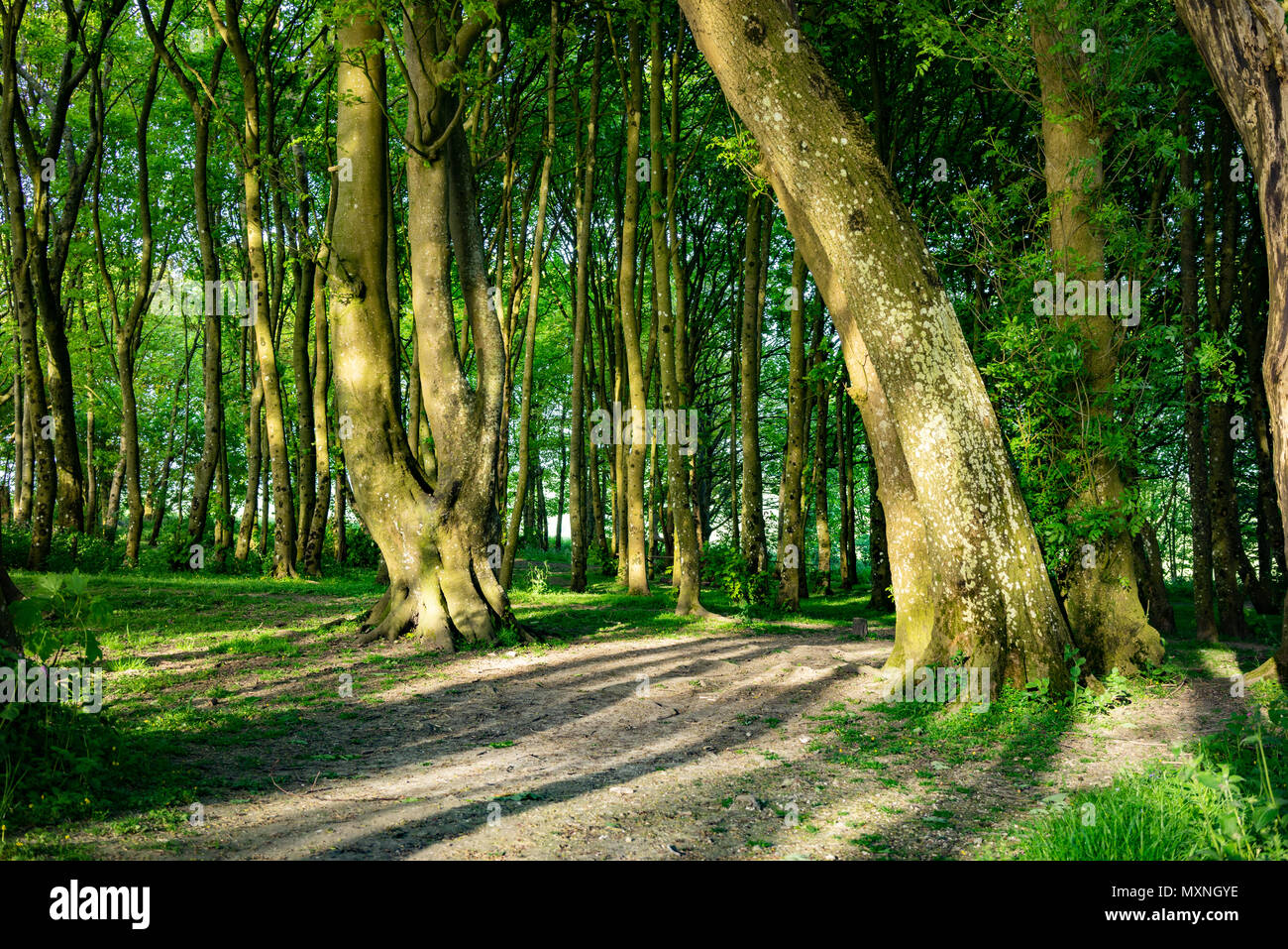 Sonnenuntergang über den South Downs Landschaft Wald am Devils Dyke in East Sussex, England. Stockfoto