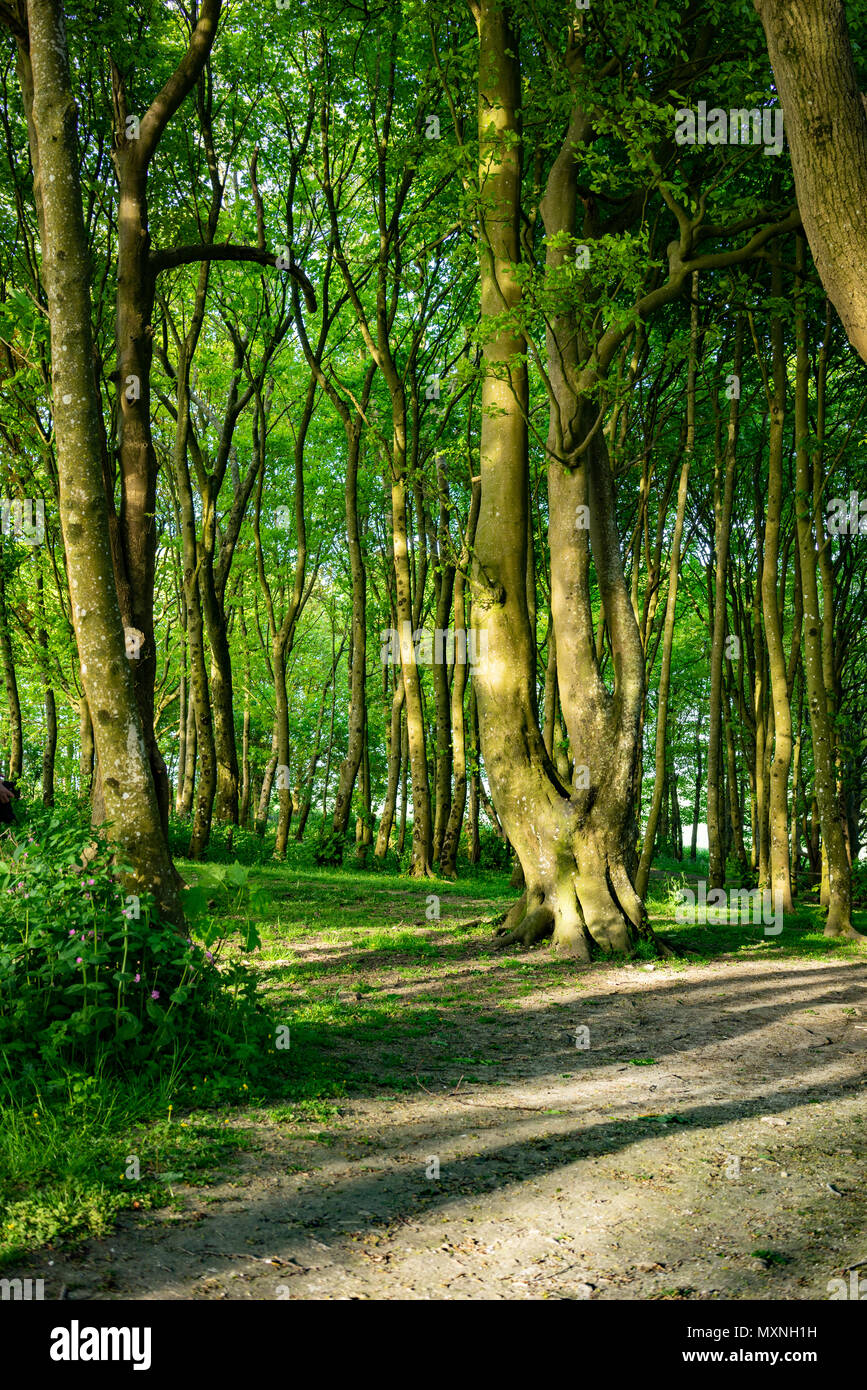 Sonnenuntergang über den South Downs Landschaft Wald am Devils Dyke in East Sussex, England. Stockfoto