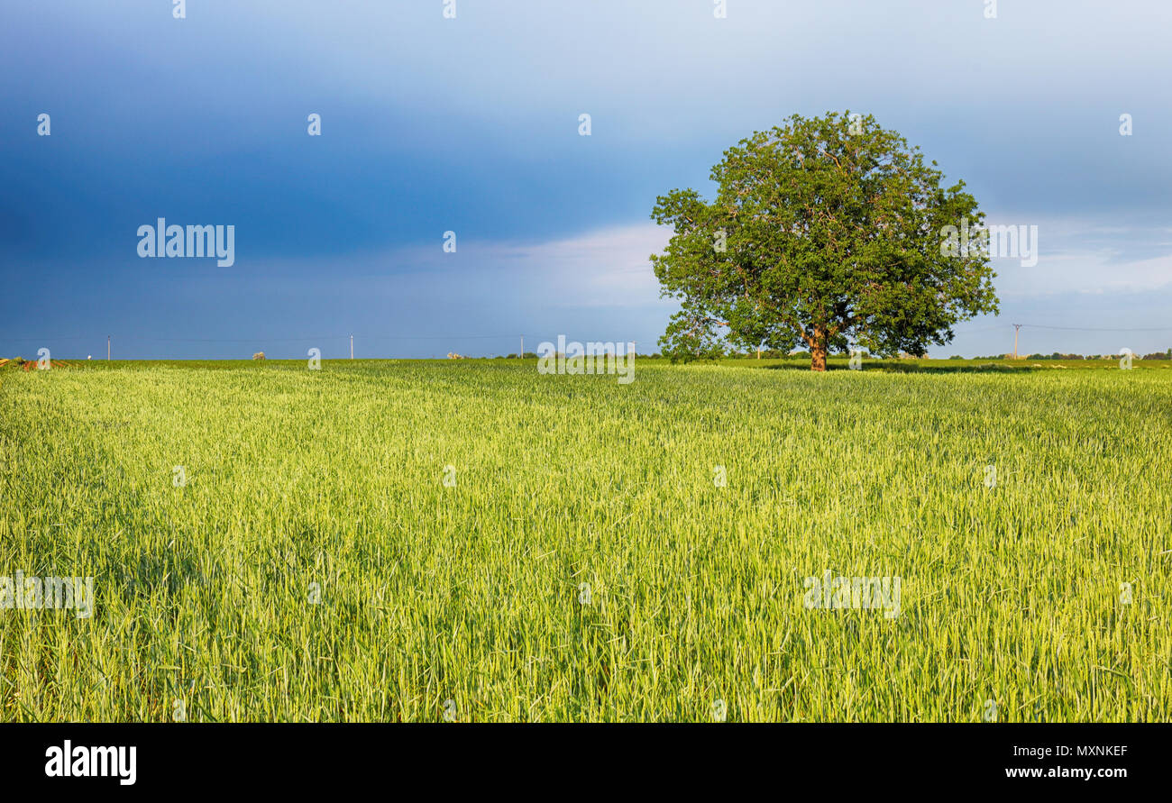 Grüne Felder des jungen Weizen auf einer Feder Stockfoto