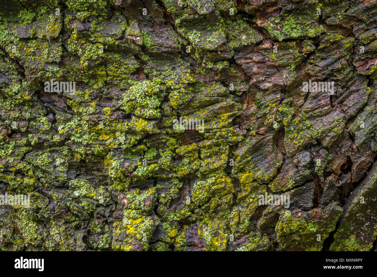 Ahorn Baum Rinde mit Moos hautnah. Stockfoto