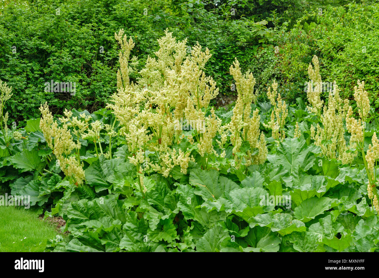 CAWDOR CASTLE NAIRN SCHOTTLAND RHABARBER IN VOLLER BLÜTE IM GARTEN Stockfoto