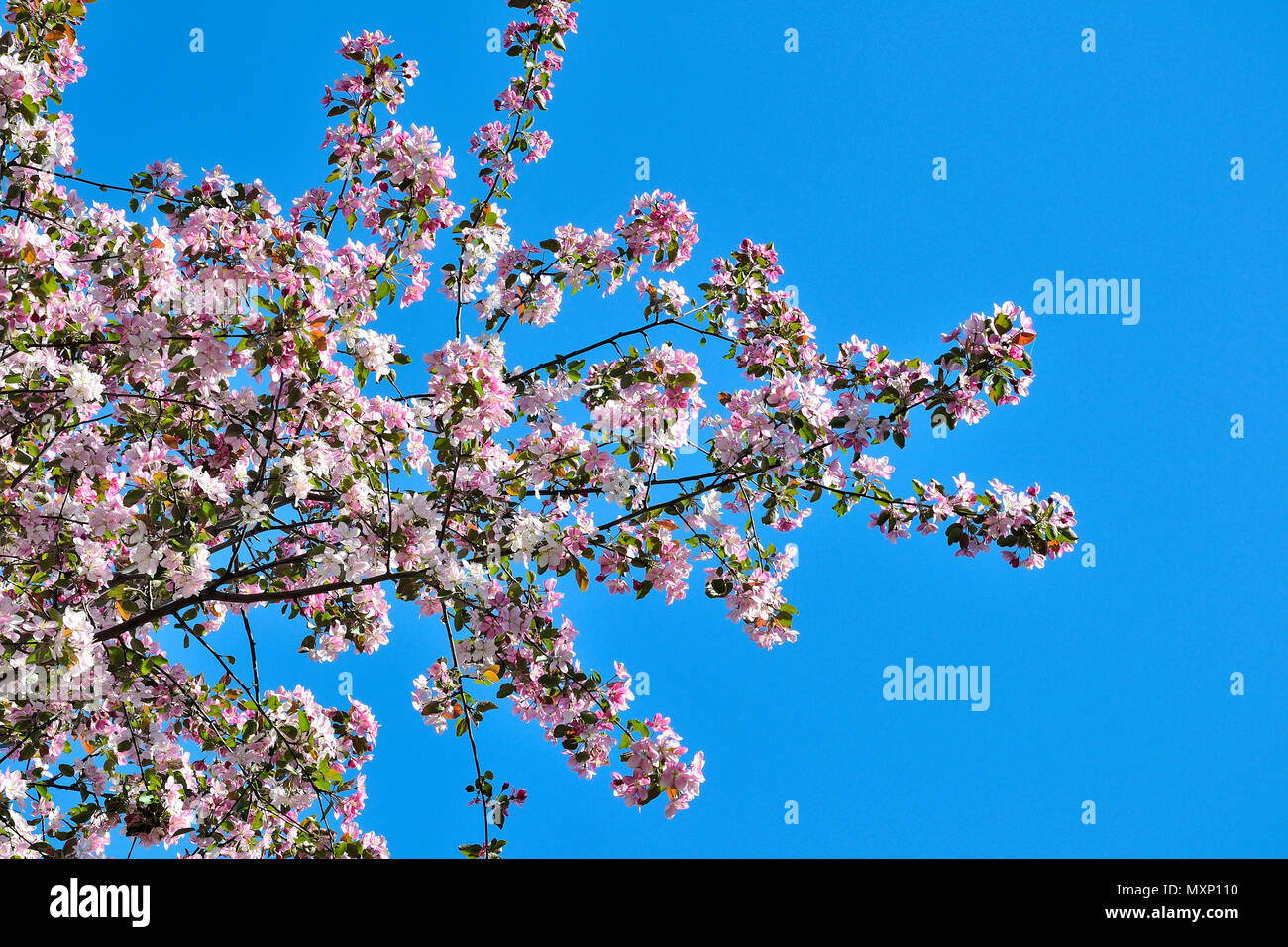 Frühjahr blühenden Apfelbaum Äste mit sanftem Rosa duftende Blüten und junge grüne Blätter auf einen strahlend blauen Himmel an einem sonnigen Tag Stockfoto