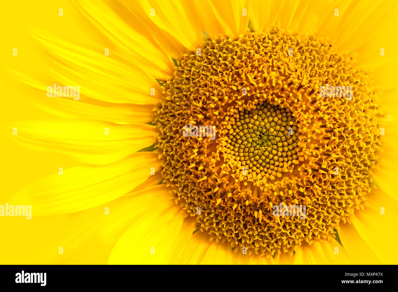 Sonnenblume close-up Details der Sonnenblumen- und Ray mit winzigen disk Blumen gegen gelbe Hintergrund Makro Foto. Konzept für Sommer, Sonne, su Stockfoto