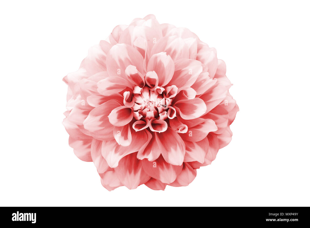Rosa und Weiße Dahlie Blume Makro Foto. Bild Farbe getonte Betonung der Textur und komplizierte geometrische Muster. Blume von oben perspecti Stockfoto