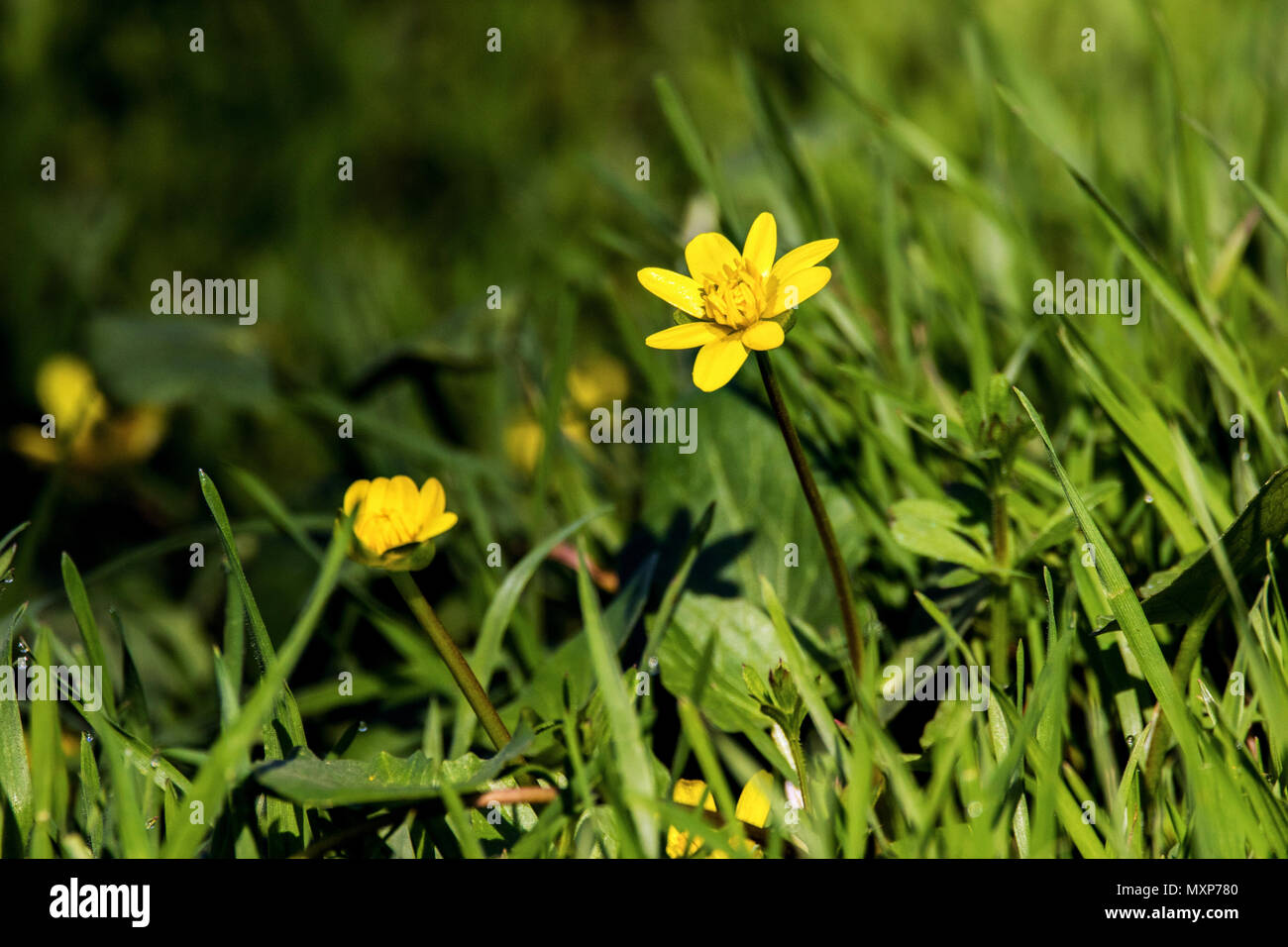Bild einer kleinen Wiese gelbe Blumen in ein grünes Gras Stockfoto