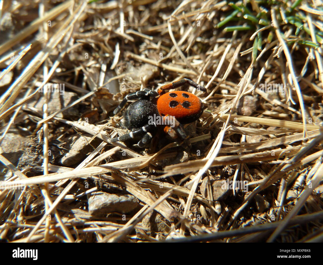 Einzelne männliche aus samt Spinne auf das trockene Gras in Mazedonien Stockfoto