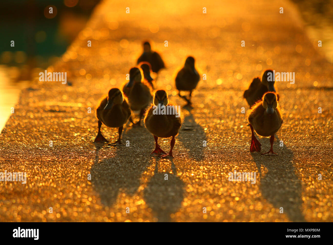 Junge Enten, die auf dem kleinen Dock. Schöne, niedliche und süße Moment. Golden Sunset Erwärmung ihre Körper. Stockfoto