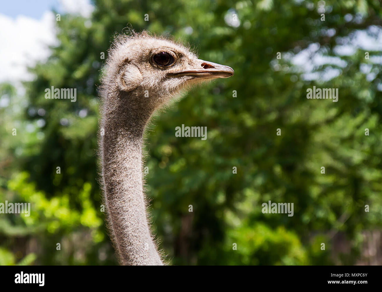 Kopf eines erwachsenen Strauß Stockfoto