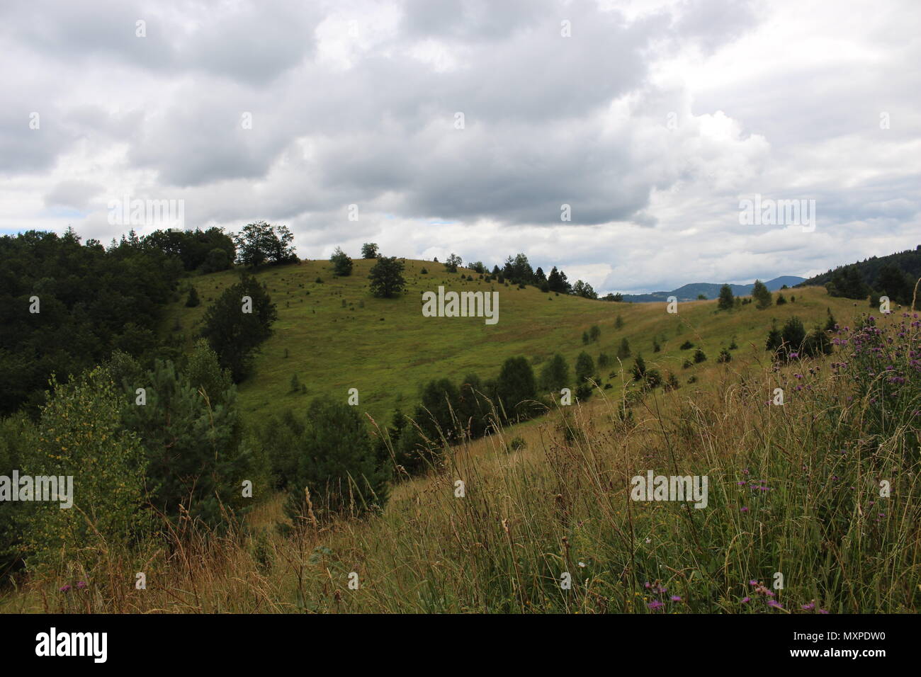 Wiese auf dem Berg Tara in Serbien Stockfoto