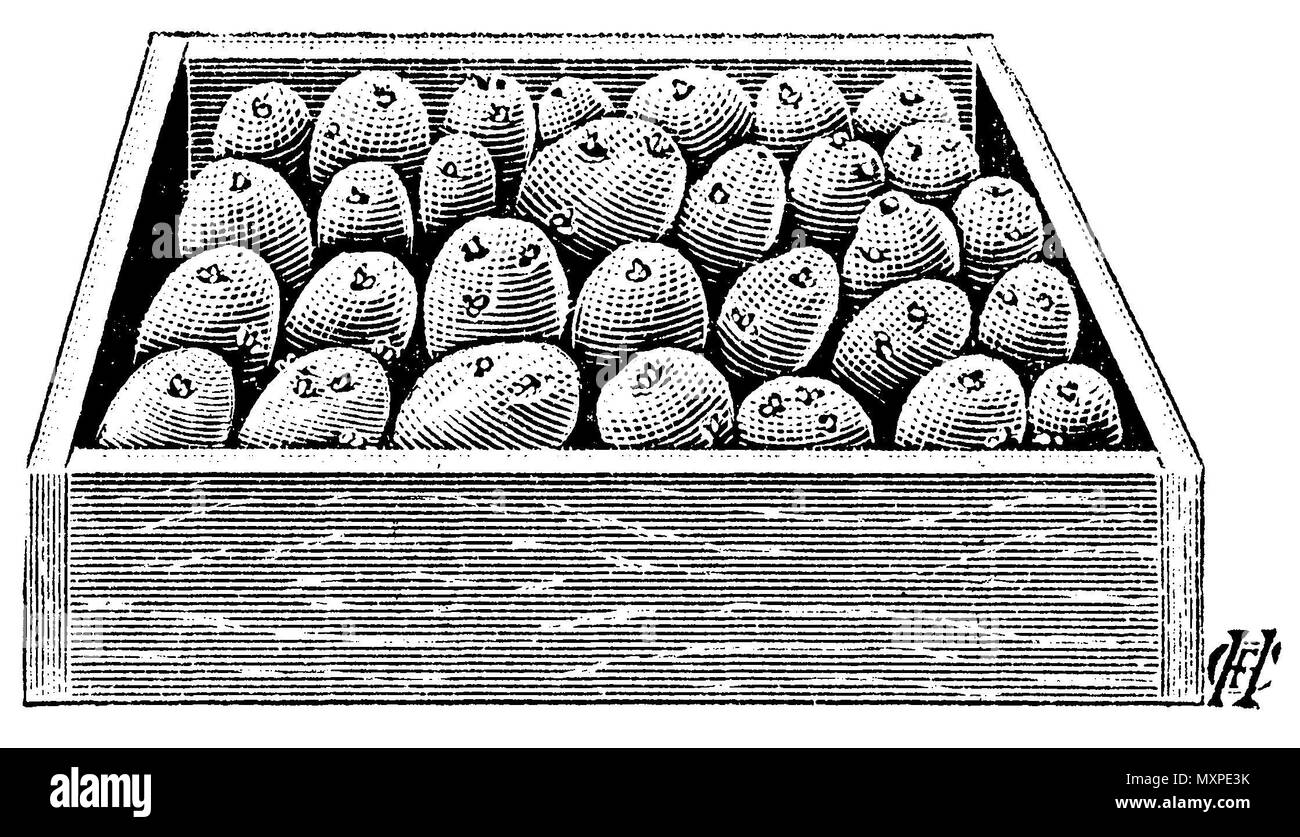 Kartoffeln: Lasse sie keimen, C.F.H. 1915 Stockfoto