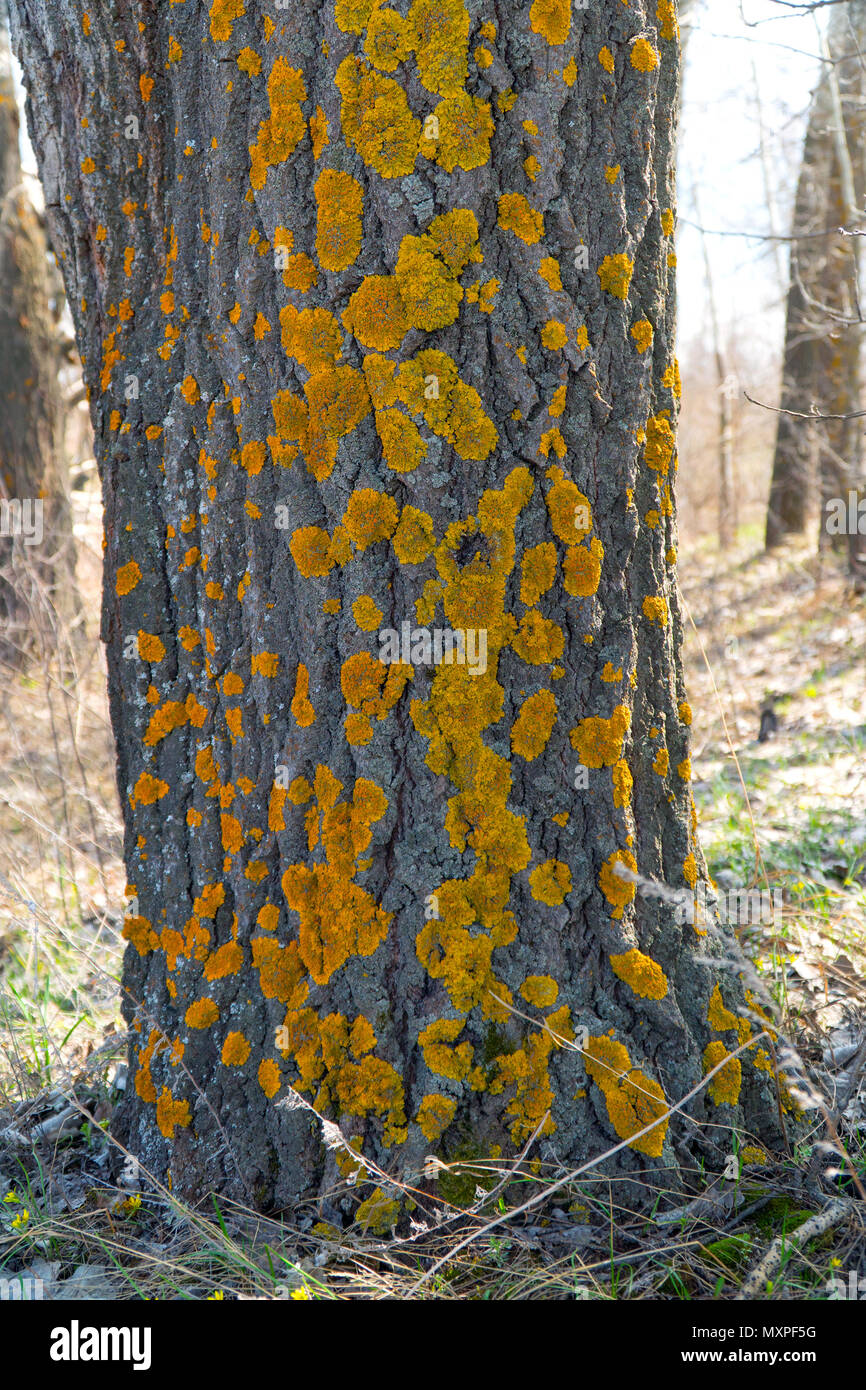 Moss auf dem Alten der Baumstamm Stockfoto