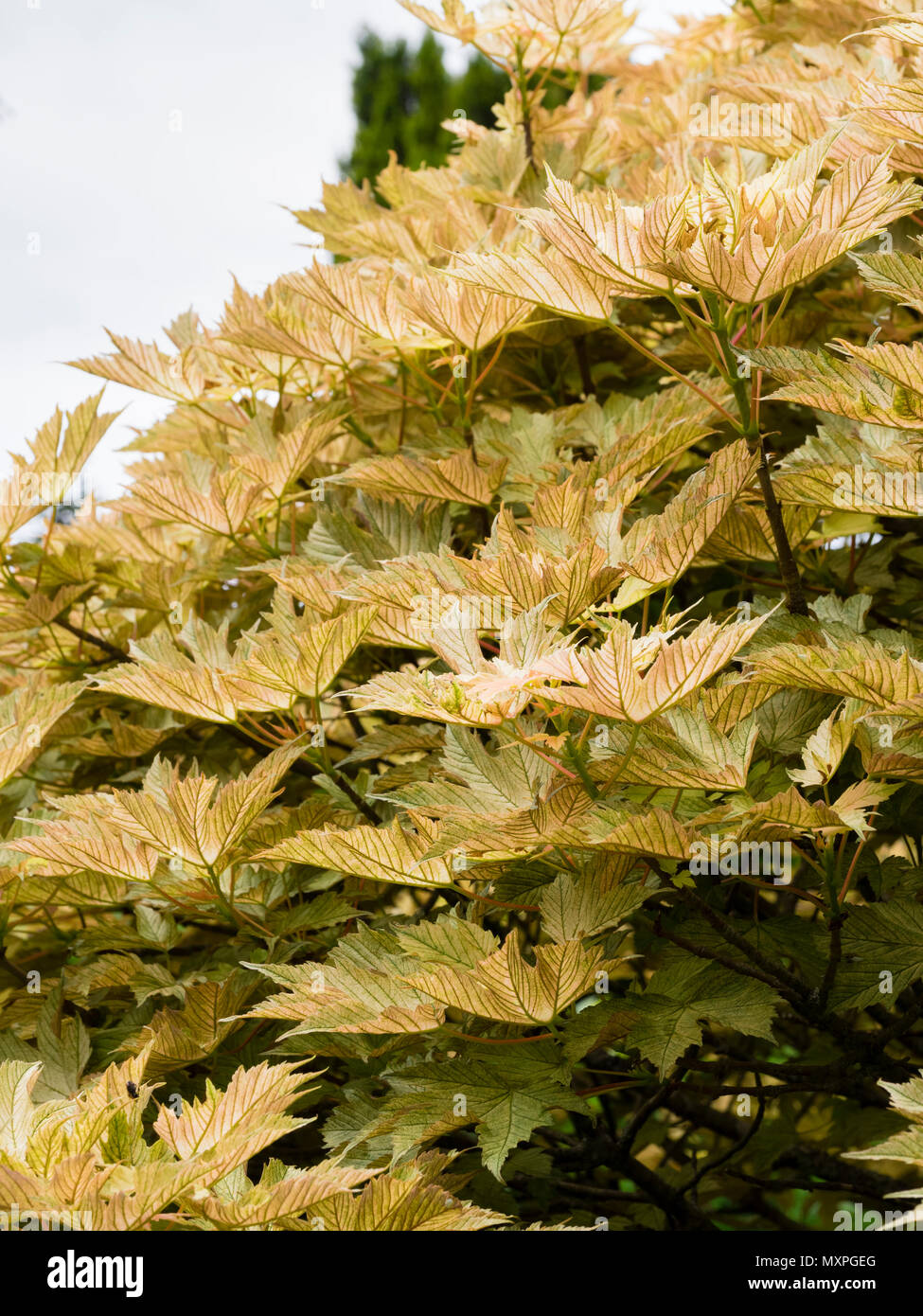 Bronziert und fleckige Laub Laubbaum, Acer Pseudoplatanus 'Prinz Handjery' Stockfoto