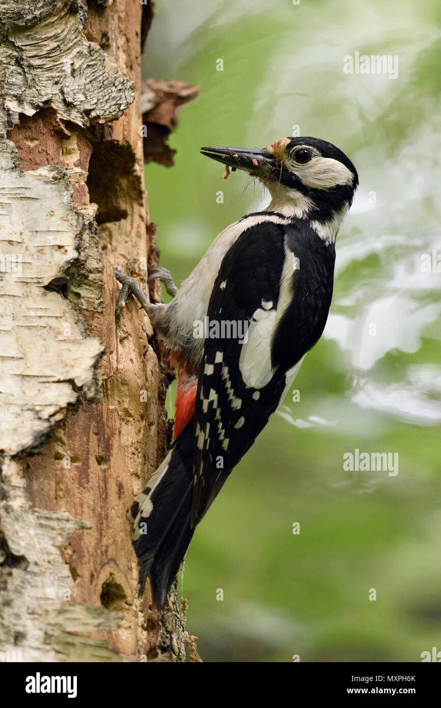 Buntspecht (Dendrocopos major) an seinem Nest Loch gehockt, Schnabel voller Beute, insekten, tiere, Europa. Stockfoto