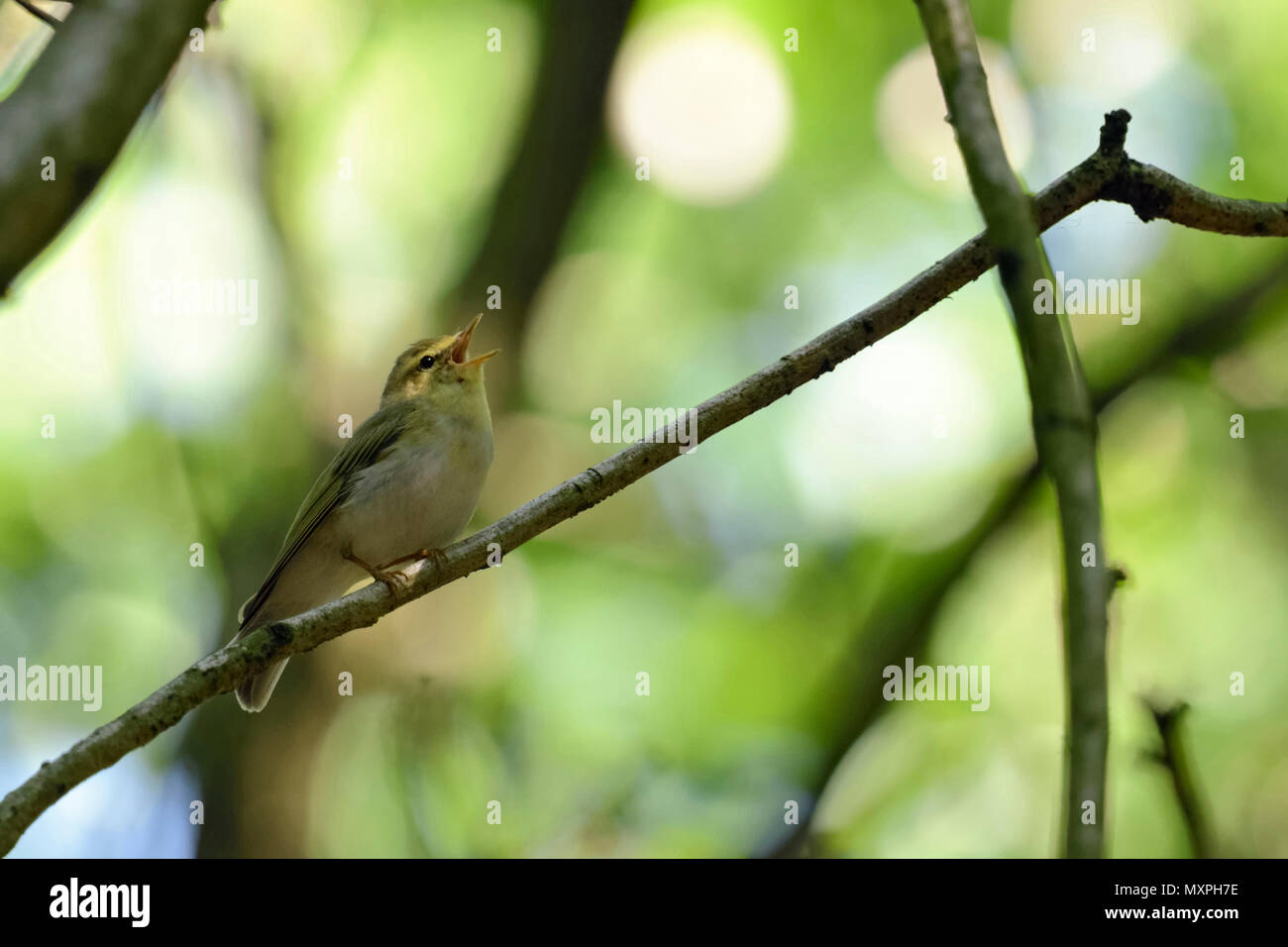 Holz Laubsänger (Phylloscopus sibilatrix), Neue Welt Warbler, männlich in der Zucht Kleid, auf einem Zweig, Singen, Wildlife, Europa thront. Stockfoto