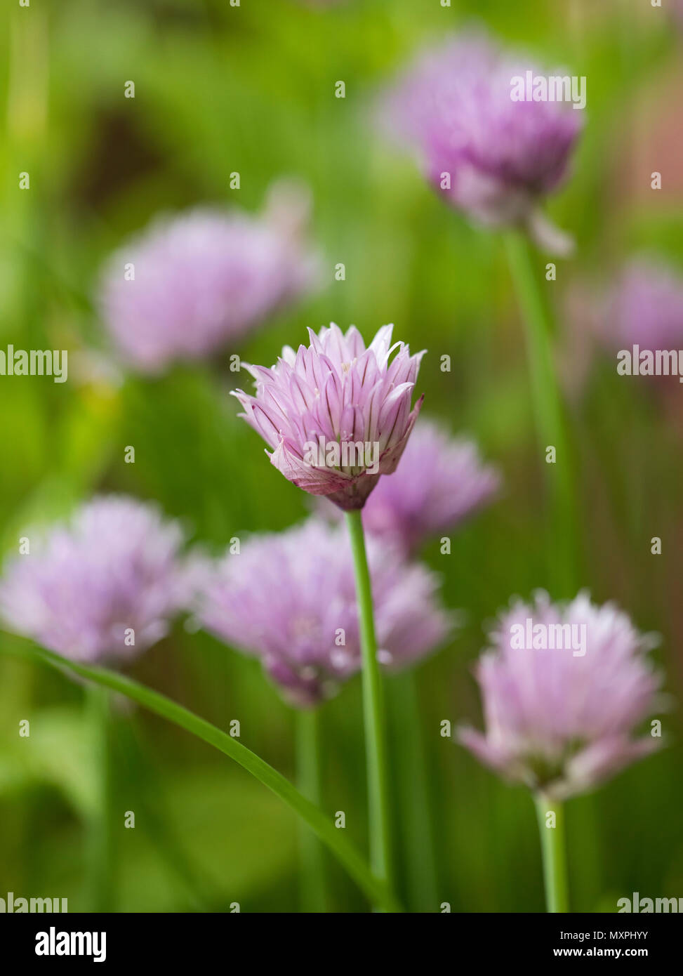 Schnittlauch-Blumen Stockfoto