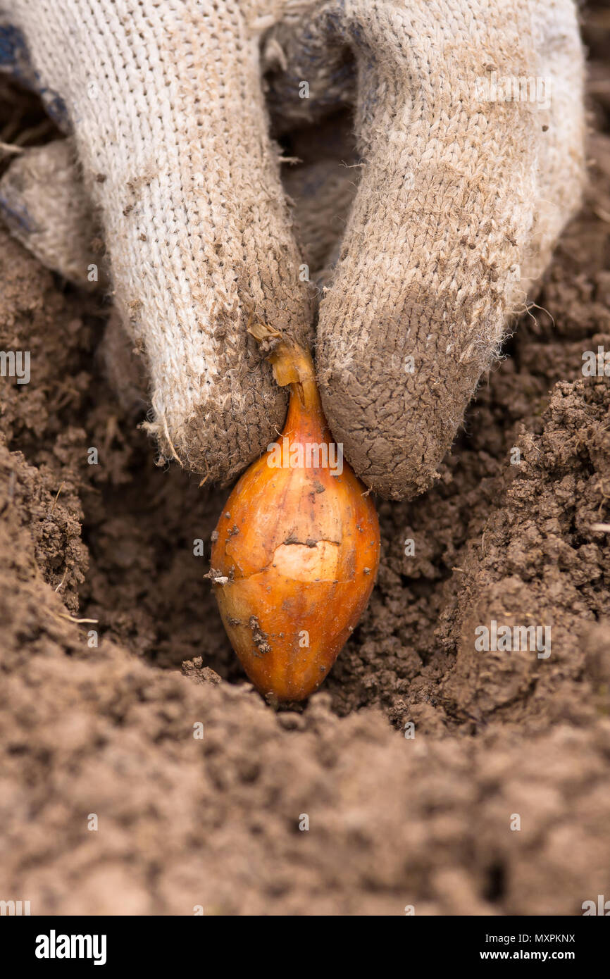 Hand in Hand einpflanzen Zwiebel im Gemüsegarten Stockfoto